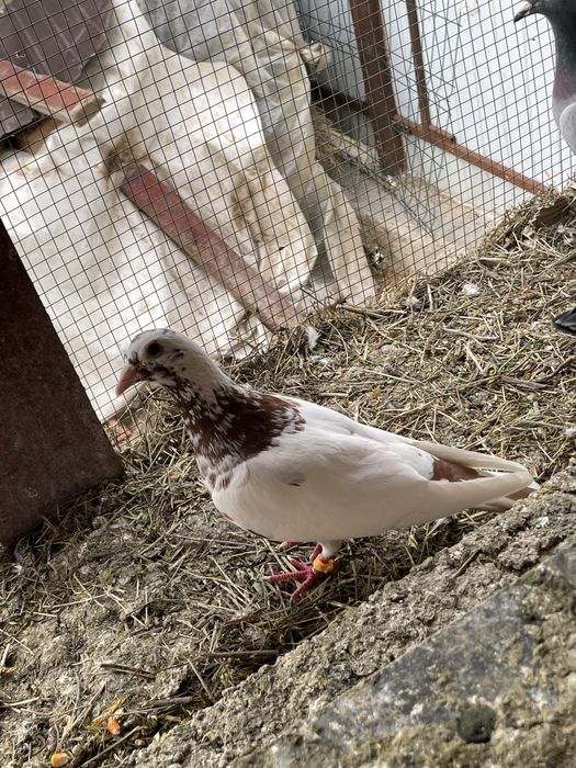 Vand/Schimb Porumbei voiajori meulemans