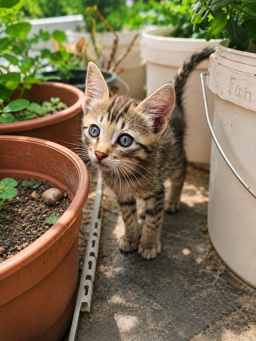 Котенок от крысоловки мальчик