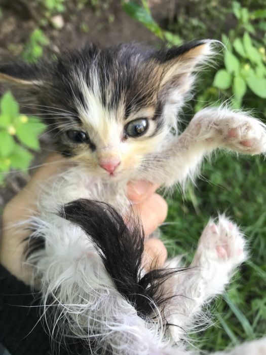 Отдам бесплатно котёнка.