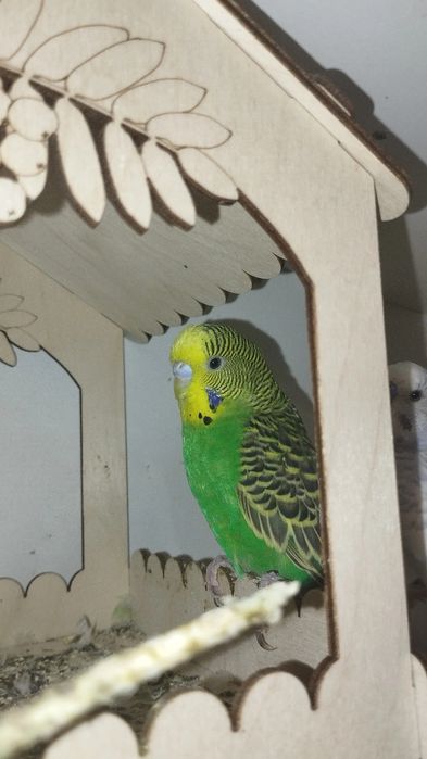 Попугай продаю попугаев
