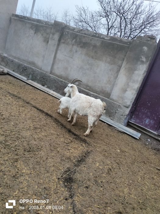 Ешкі сауынды ешки