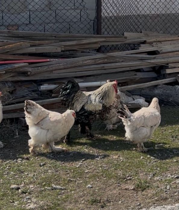 Срочно Продам Брама