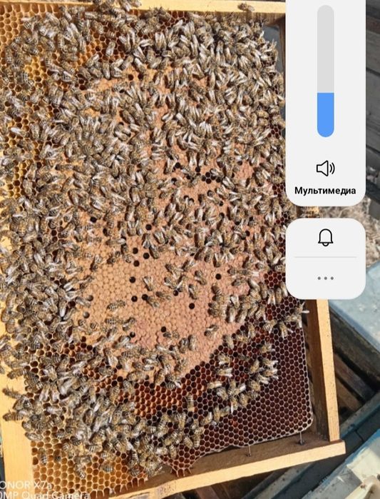 Asal ari oilasi buxara