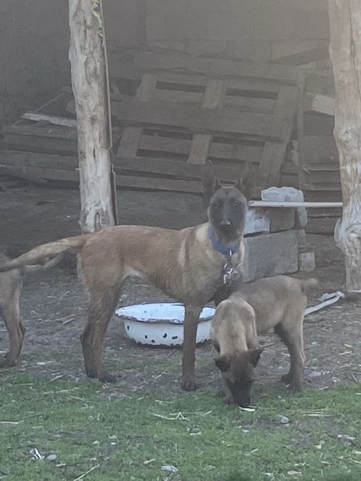 4 айлық күшіктер 1 еркек 1 ұрғашы