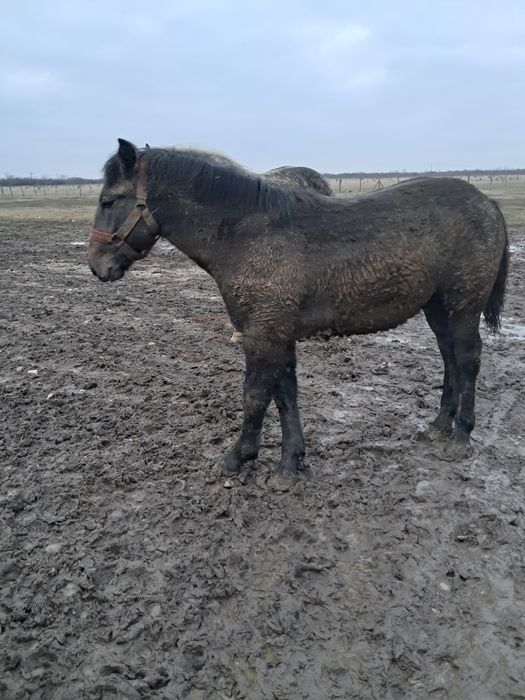 Manz 7 luni din cai grei.