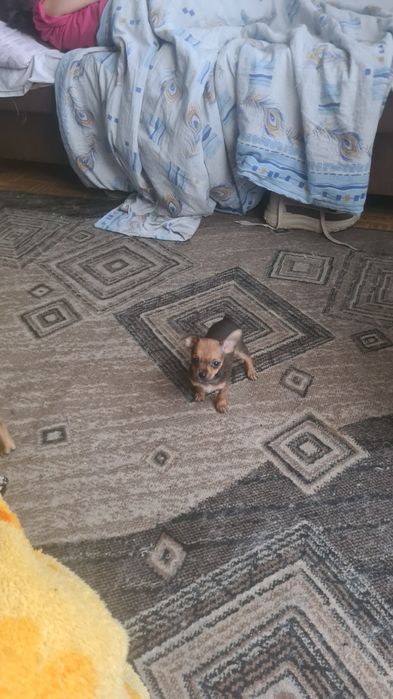 Продаём щенков мини тоя