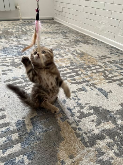 Кошка котёнок Котята