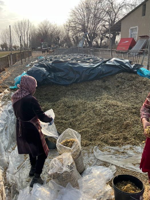 Silos donli katta midorda bor