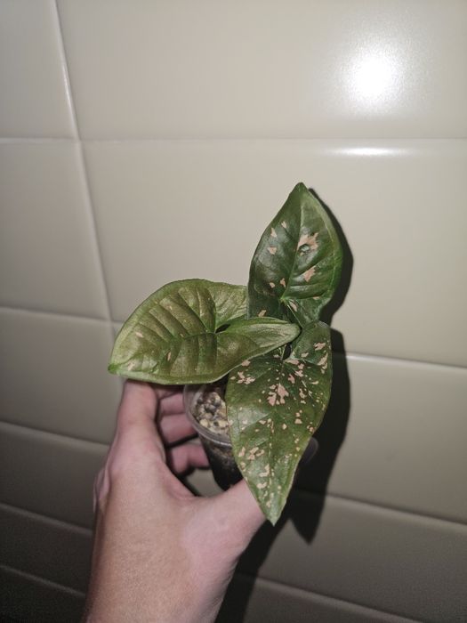 Сингониумы разные