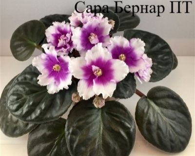 Продам сортовые фиалки