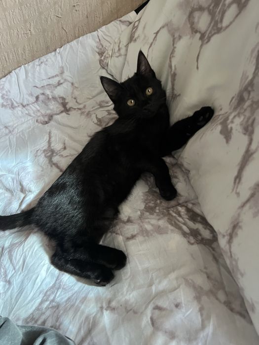 отдам даром кот  в хорошие руки