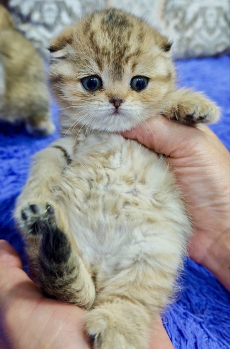 Шиншилла золото девочки