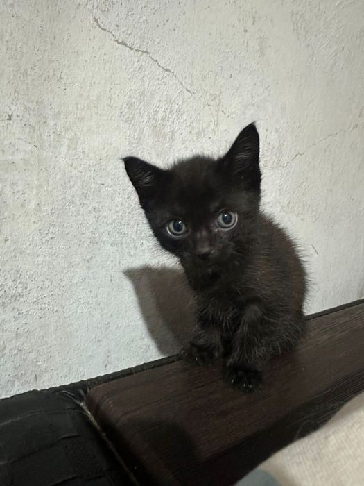 Отдам котят в доьрые руки