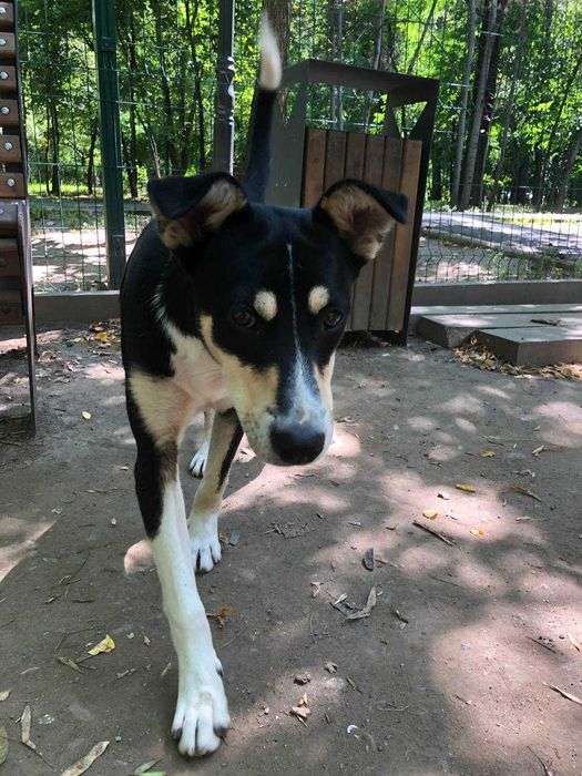 Молодой пес Джусай ищет дом