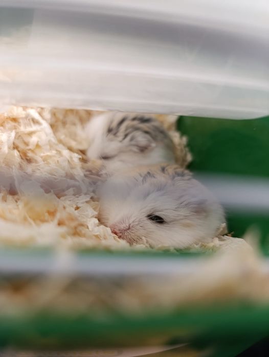 Donez hamsteri .