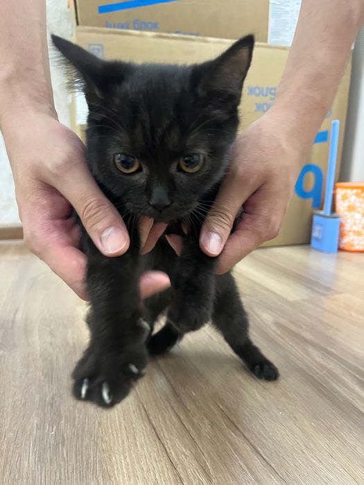 Отдам котенка в добрые руки