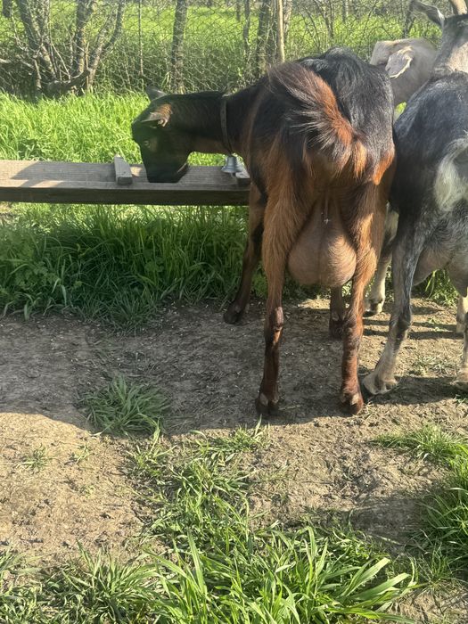 Capre de rasa  de vanzare