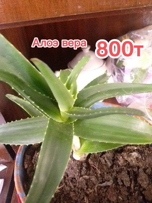 Продам комнатные цветы