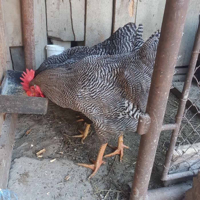 Ouă pentru incubat!