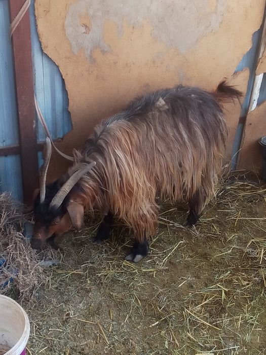 Бугоз эчки сотилади