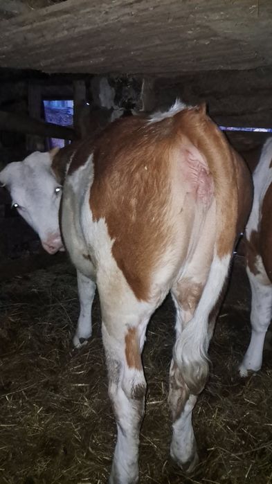 Vand 6 vitei buni si frumosi