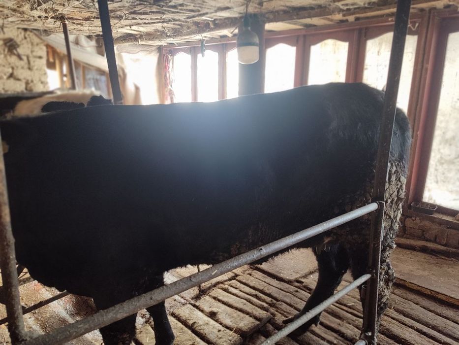 Assalamu alekom ona sigir sotiladi baquvat 6 litr suti bor qisir qogan