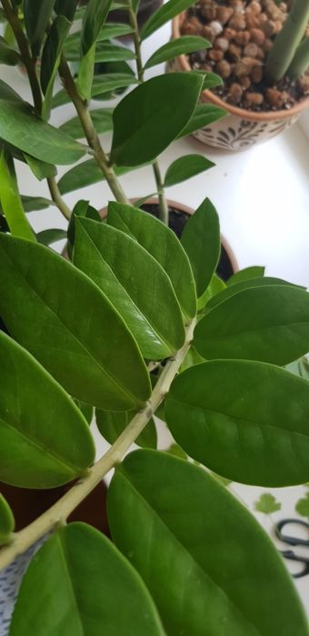 Замиокулькас,продам