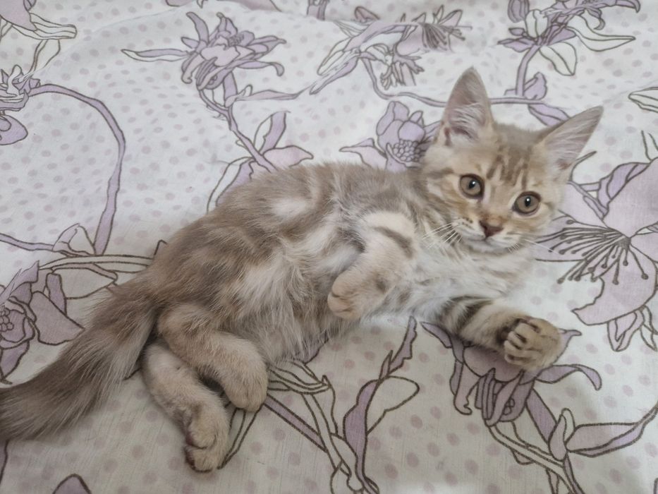 Отдам котят британцев
