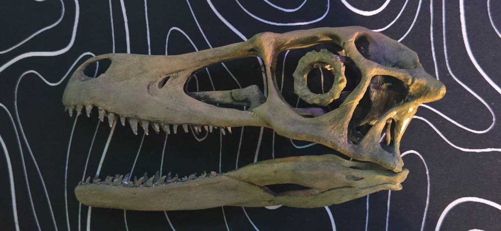 1:1 реплика на череп на велоцераптор фосил - velociraptor mongoliensis