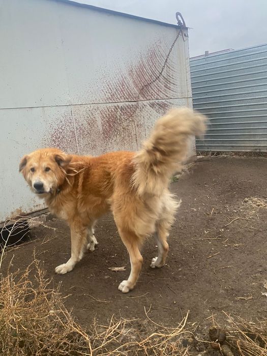 Кавказская овчарка