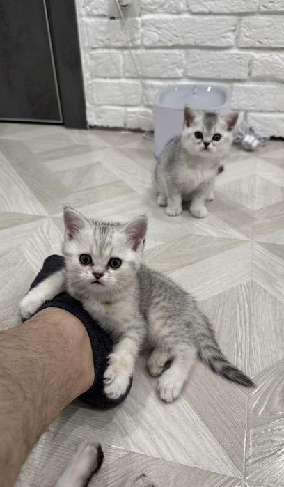 Шиншилла Британские котята