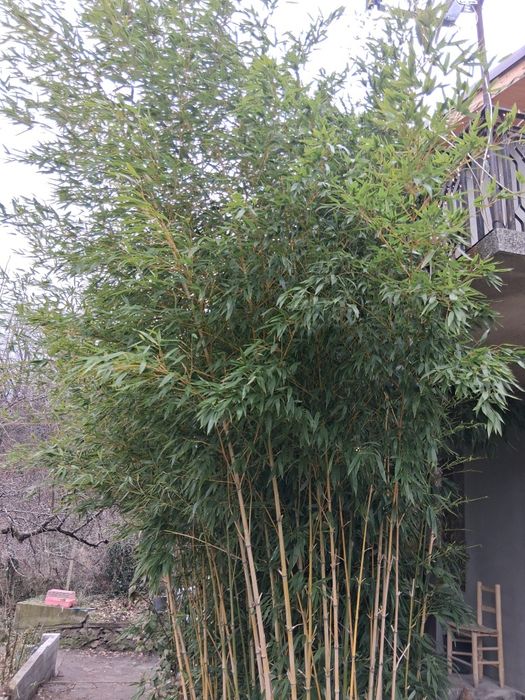 Студоустойчив бамбук