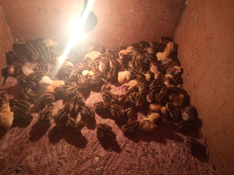 Бедана японманжур ва белый гигант бир кунлик жожалар