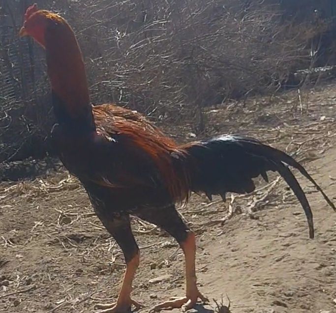 Продаю дакана, молодой. 9 месяцев