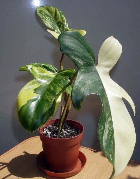 Филодендрон Маска вариегатный