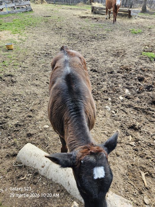 Vitea bruna, rasa mixta