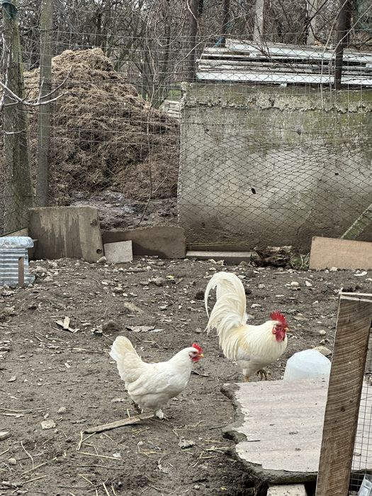 Gaina si cocos  americane