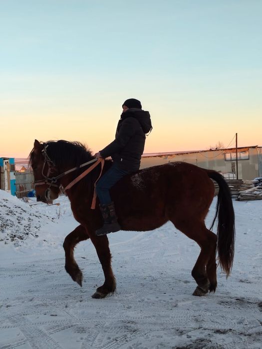 Продам жеребца 4 года