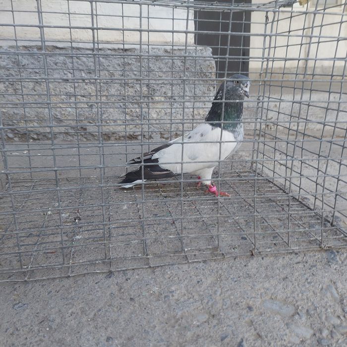 Пакистан кобрашей самец летный 6.7 час