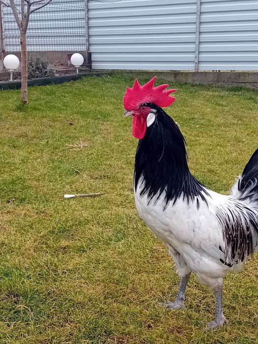 Vând ouă din rasa Lakenverden
