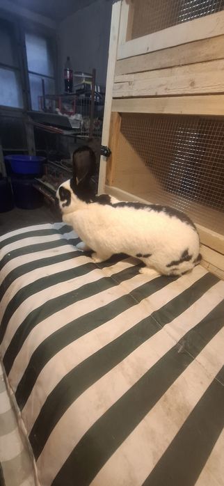 Iepurita Matura Fluture German Pestrit