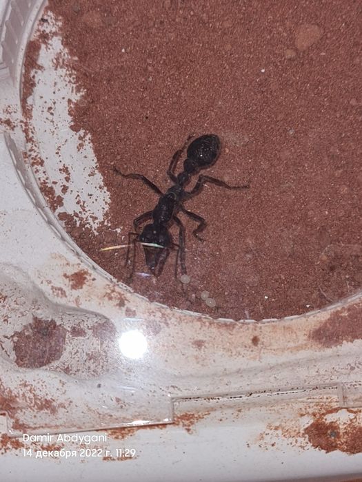 Myrmecia forficata | муравей-бульдог