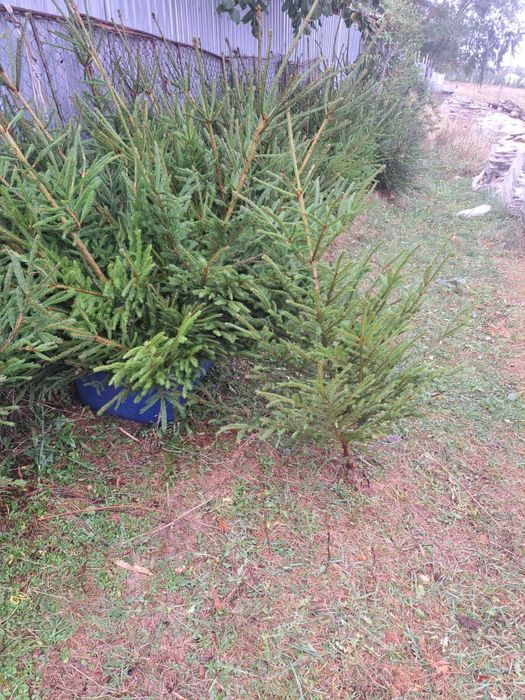 Vând brazi pentru evenimente