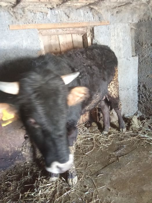 3 жасар бука сатылады