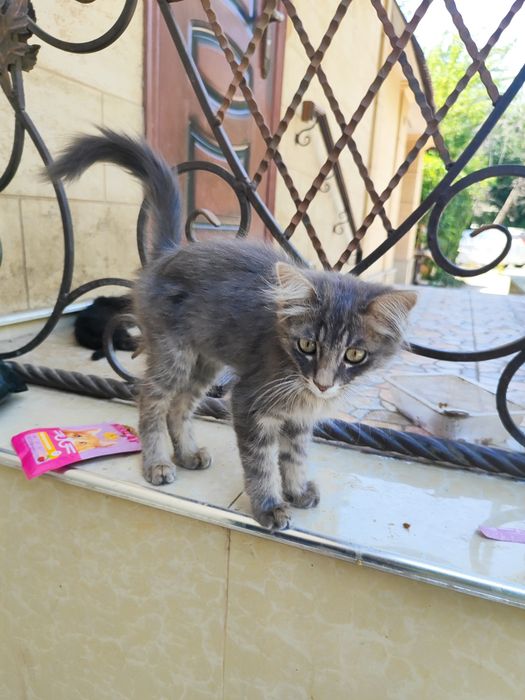 Отдам Породистого Котёнка, Сибирский-длинношенртный.