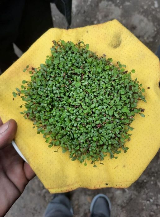 Семена люцерна Джеа