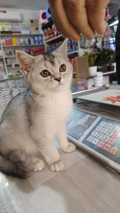 Продается Шиншилла