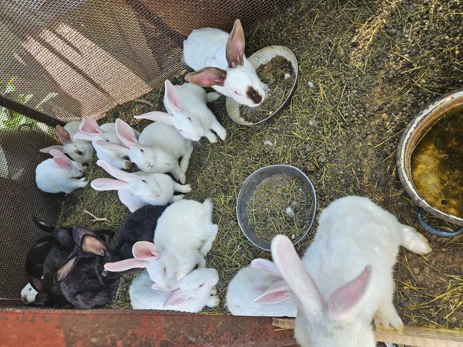 Vând iepurași 60-120 lei/buc, Pestisu Mare, Hunedoara