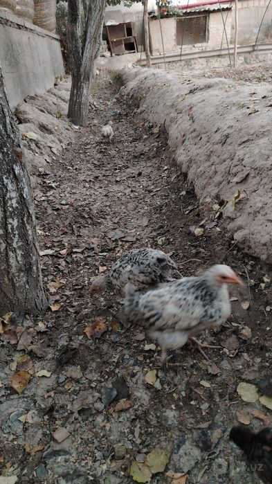 3-oylik zotli va xonaki jujalar brama jujalar ham bor orasida