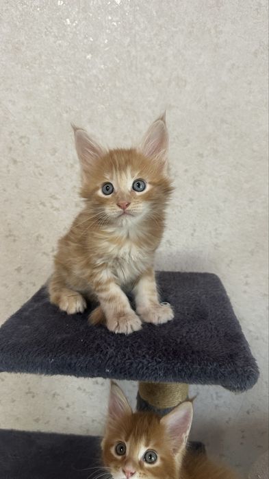 Мейн-Кун Продажа Питомник